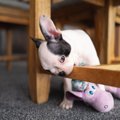 犬が家具を噛んでし…
