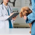 犬のアレルギー検査…