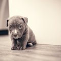 犬を褒めずに叱って…
