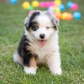 愛犬を『パピーパー…