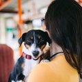 犬とバスに乗れる？…