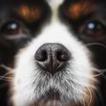 犬が『クサイもの』…