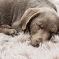 愛犬が亡くなったら…