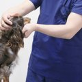犬の皮膚病┃気になる…