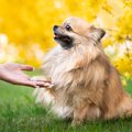 犬が理解できる単語…