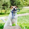 犬の運動は散歩だけ…