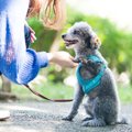 犬は大好きだけど…飼…