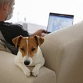 犬のテンションが低…