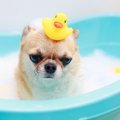 犬に絶対してはいけ…