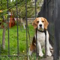 犬が原因で起こる『…