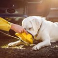 災害時、愛犬の飲み…