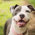 犬と仲良くなりたい…