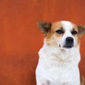 犬が不快に感じる３…