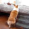 いつも犬に枕を奪わ…