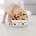 『賢い犬』に育てる…