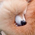 何気なく『庭で遊ぶ…