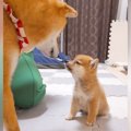 赤ちゃん犬に『お手…