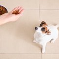 犬の早食い防止策や食器などのおすすめアイテムについてご紹介