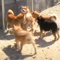 犬が里帰りで『家族…