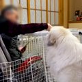 おじいちゃんを散歩…