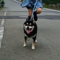 虐待疑いの怯えた柴…