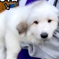 『こんなに小さかっ…