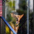 犬が『窓の外に向か…