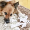 子犬を家に迎える時…