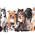 人気な犬種ランキン…