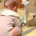 赤ちゃんがひっくり…