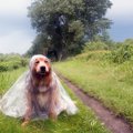 犬が台風を怖がる理…
