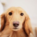 犬が飼い主を煙たが…