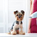 犬用ドライヤー人気…