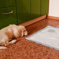 犬がおしっこをトイ…