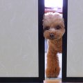 愛犬が喜ぶ『楽しい…