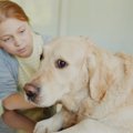 犬が強風や雷雨を怖…