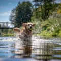 犬が亡くなる可能性…