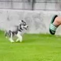 犬を飼うのを反対し…