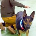 犬の足を拭き終わっ…