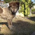 後ろ足を怪我した犬…