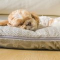 愛犬の負担になって…