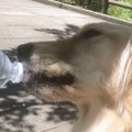 犬の体調管理に必須…