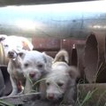 犬の親子を保護して…