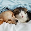 犬と猫を一緒に飼っ…