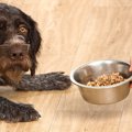 犬を怒らせる５つのN…