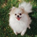 犬が飼い主に『伝え…