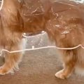 雨なので『カッパ』…