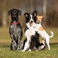 多頭飼いの犬の間の…