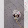 散歩中におもちゃみ…
