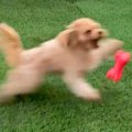 犬のおもちゃを投げ…